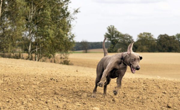 Weimaraner Running Across Dry Field Outdoors