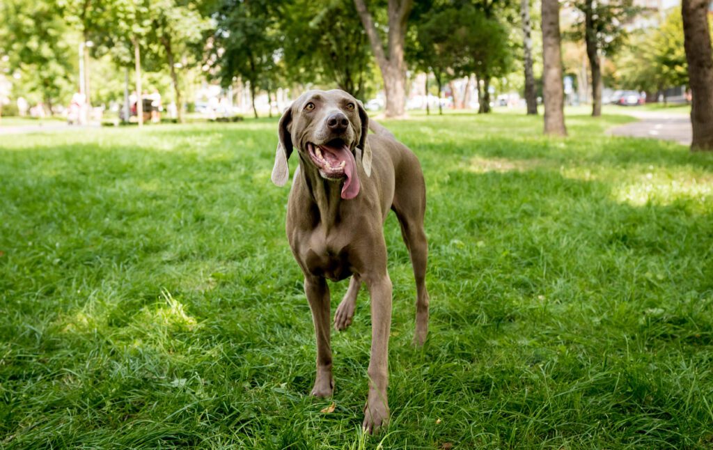 Weimaraner Standing On Grass In Park