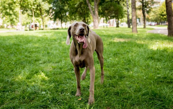 Weimaraner Standing On Grass In Park