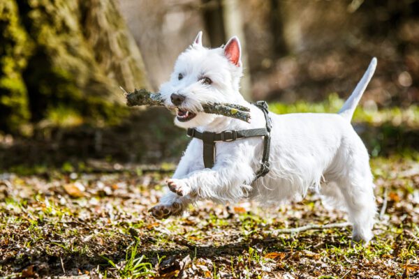West Highland Terrier Carrying Stick In Forest