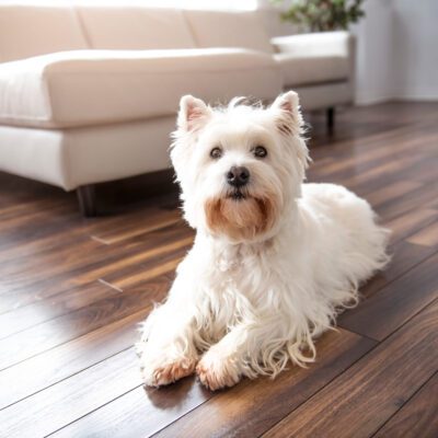 West Highland Terrier