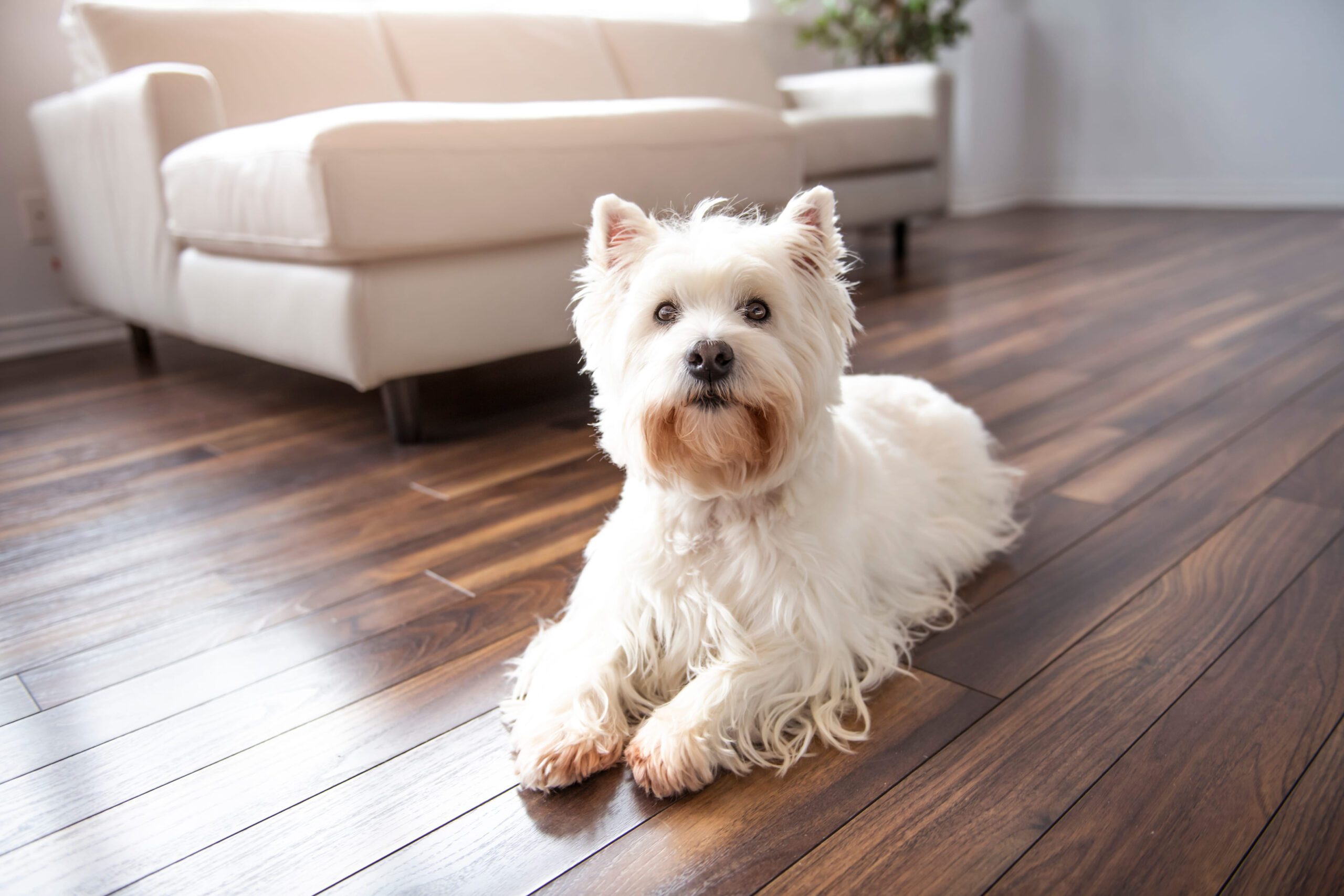 West Highland Terrier Adoption Guide