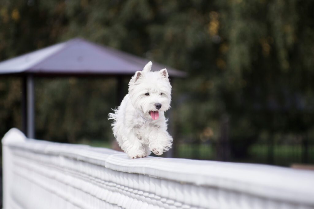 West Highland Terrier Running On Wooden Deck Outdoors