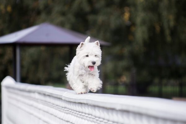 West Highland Terrier Running On Wooden Deck Outdoors