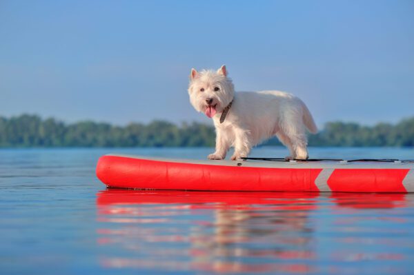 West Highland Terrier Standing On Paddle Board Water