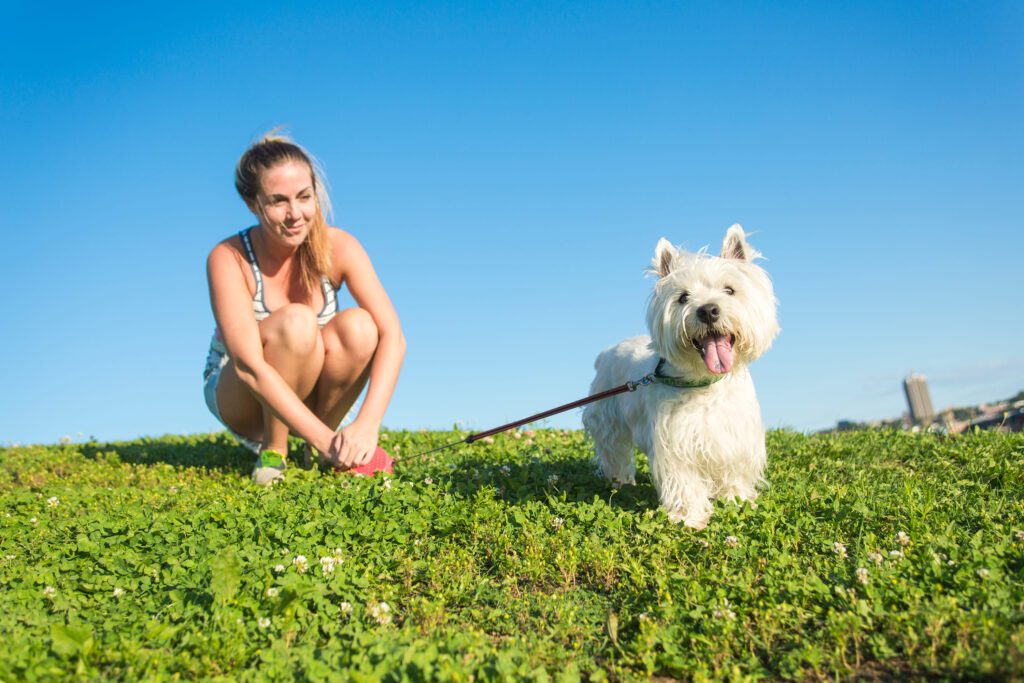 West Highland Terrier Walking With Owner On Grass