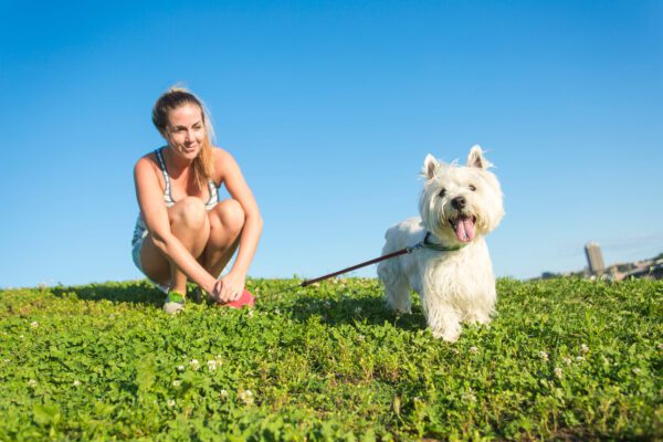 West Highland Terrier Walking With Owner On Grass