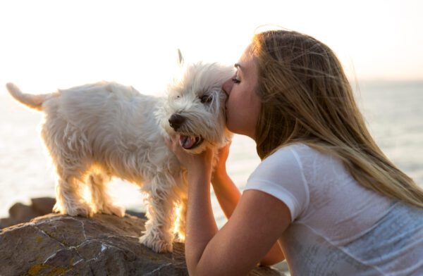 West Highland Terrier With Owner Close Interaction Outdoors
