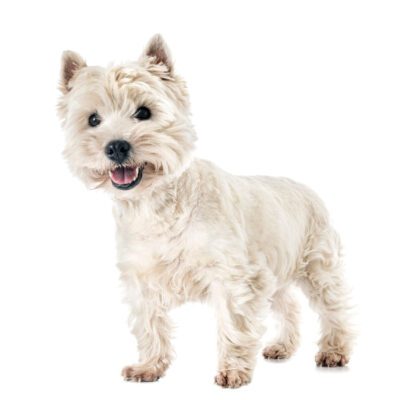 West Highland Terrier