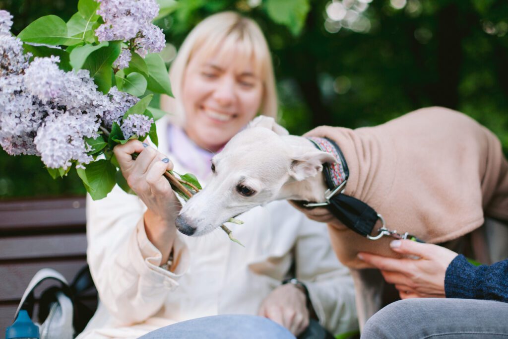 Whippet Interacting With Owner Outdoors