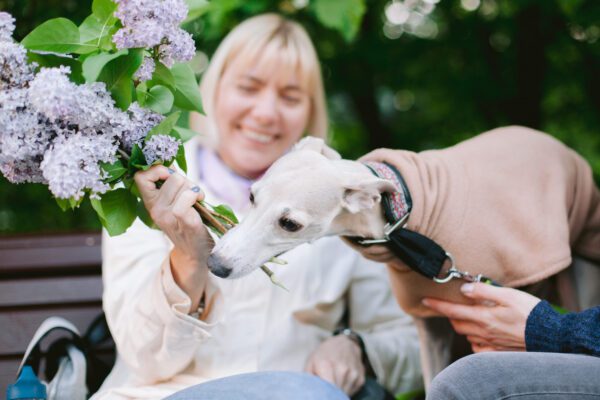 Whippet Interacting With Owner Outdoors