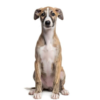 Whippet
