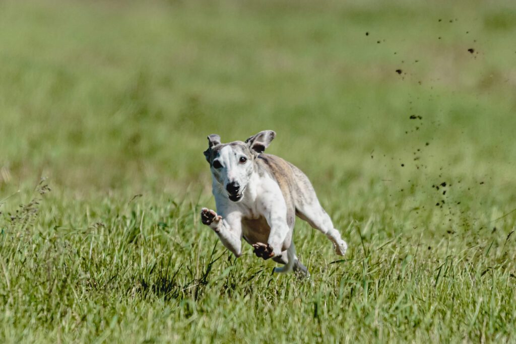 How to Adopt a Whippet
