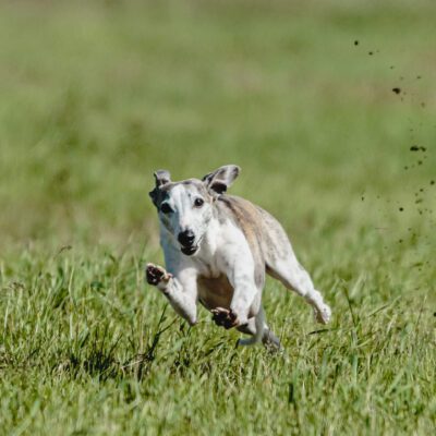 Whippet