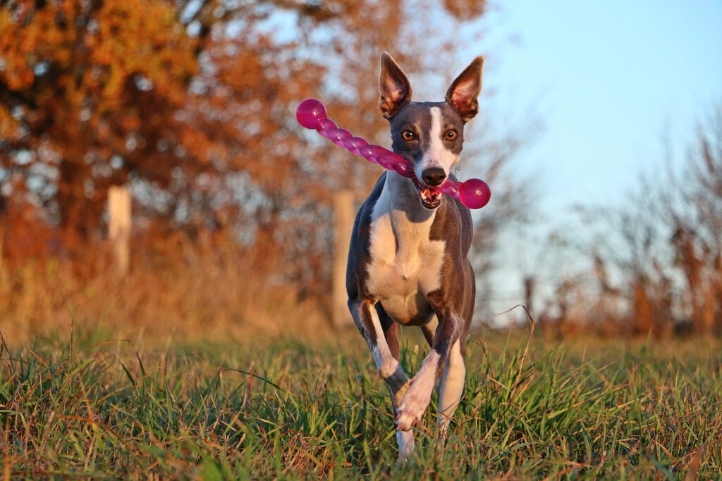 Whippet Running With Toy In Mouth Outdoors