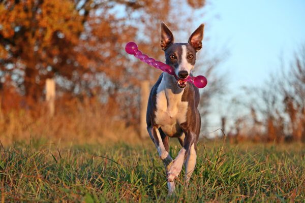 Whippet Running With Toy In Mouth Outdoors
