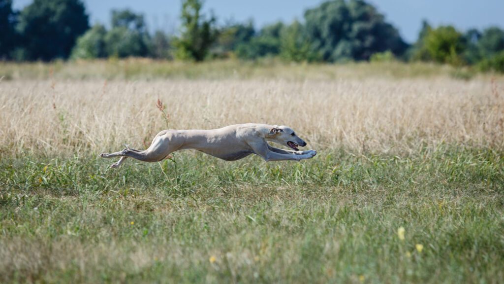 Whippet Sprinting Fast Across Dry Grass