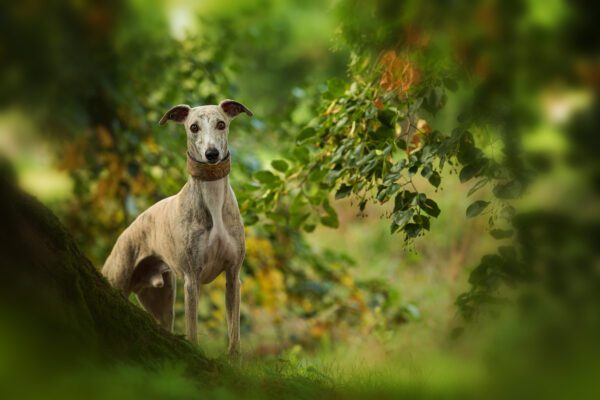 Whippet Standing In Green Foliage Outdoors