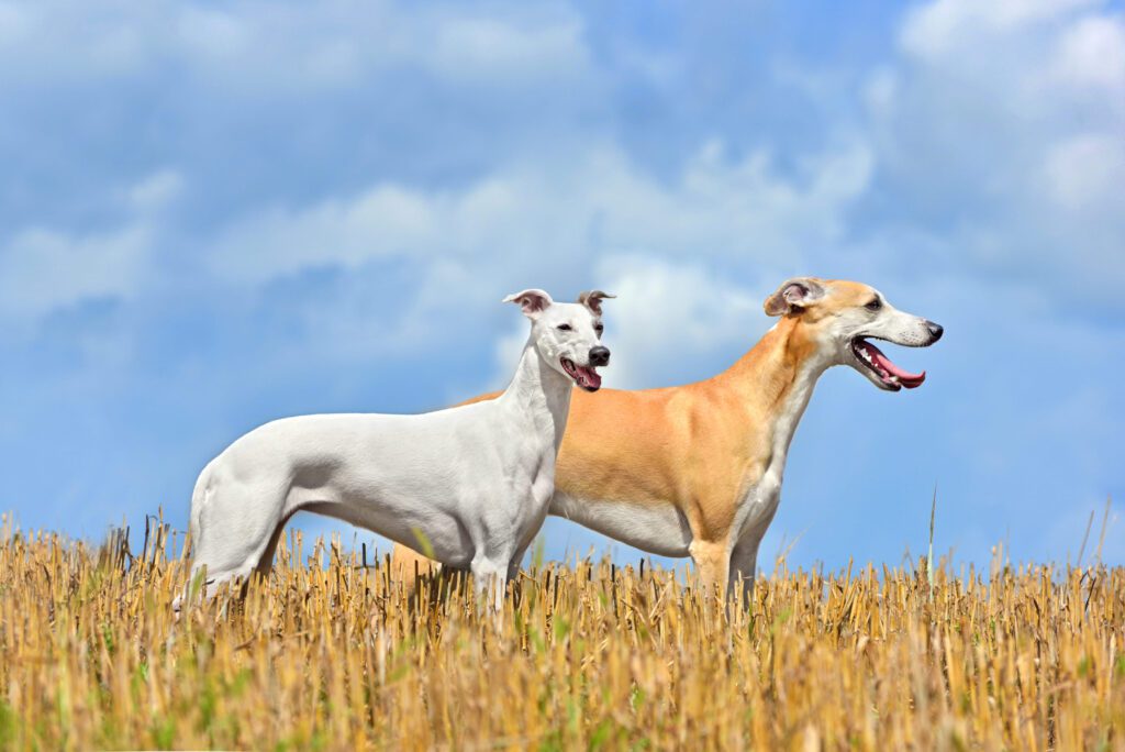 How To Adopt a Whippet in Hawaii