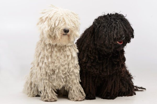 White And Black Komondor Dogs Sitting Together