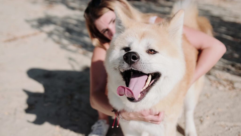 White Hokkaido Dog Smiling While Being Held By Its Owner