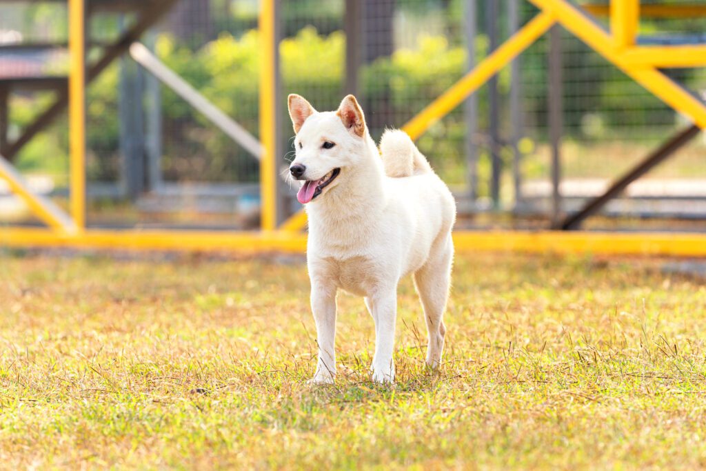 White Hokkaido Dog Standing In A Sunny Park