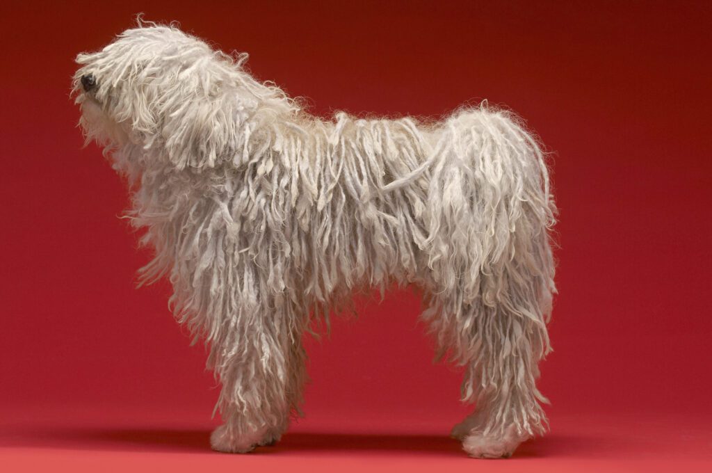 White Komondor Standing Against A Red Background