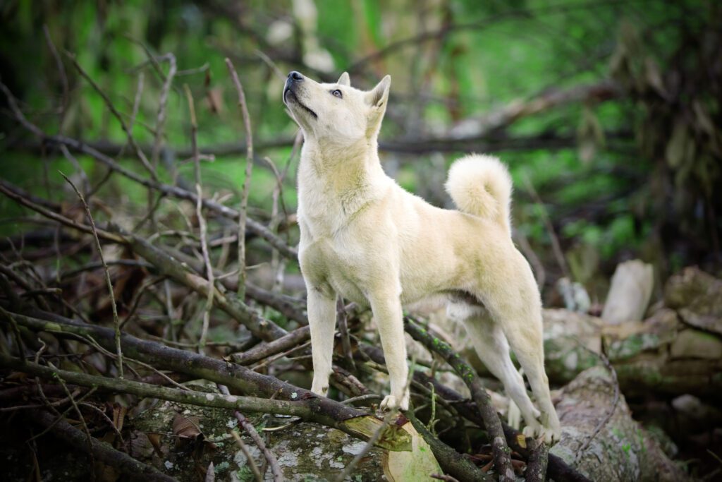 White Korean Jindo Standing On Rocks In A Forest