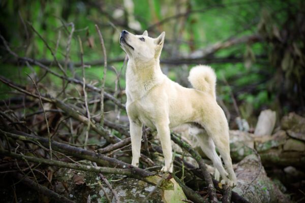 White Korean Jindo Standing On Rocks In A Forest