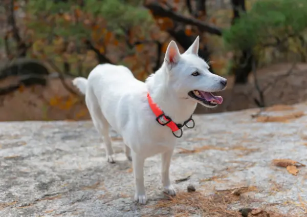 White Korean Jindo Wearing A Red Collar Outdoors
