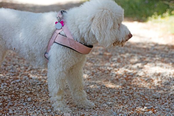 White Lagotto Romagnolo Wearing A Pink Harness