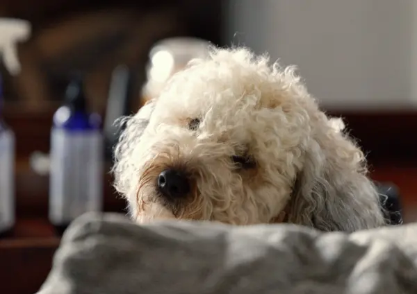 Whoodle Resting Head On Couch Indoors