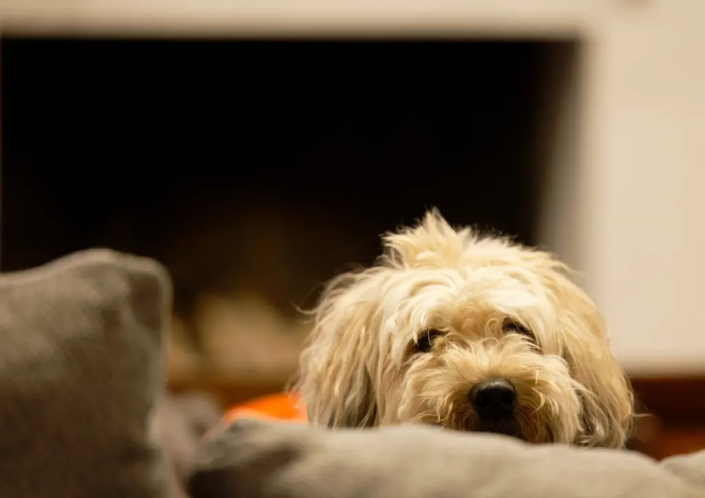 Whoodle Resting Indoors Near Fireplace