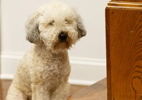 Whoodle Sitting Indoors Against Wall