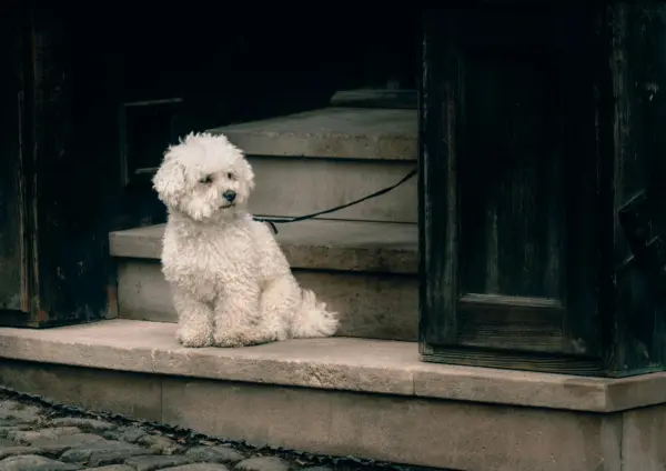 Whoodle Sitting On Doorstep Indoors