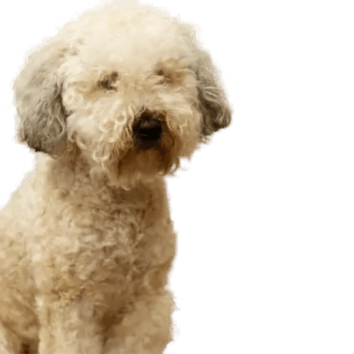 Whoodle