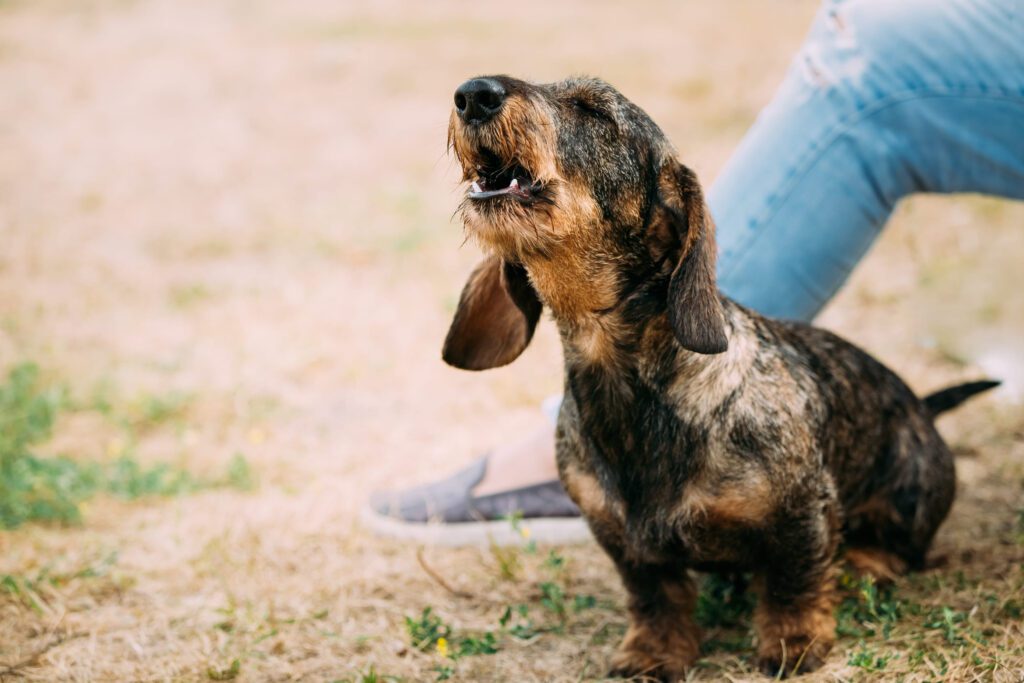 Wire Haired Dachshund Howling Outdoors On Dirt Path