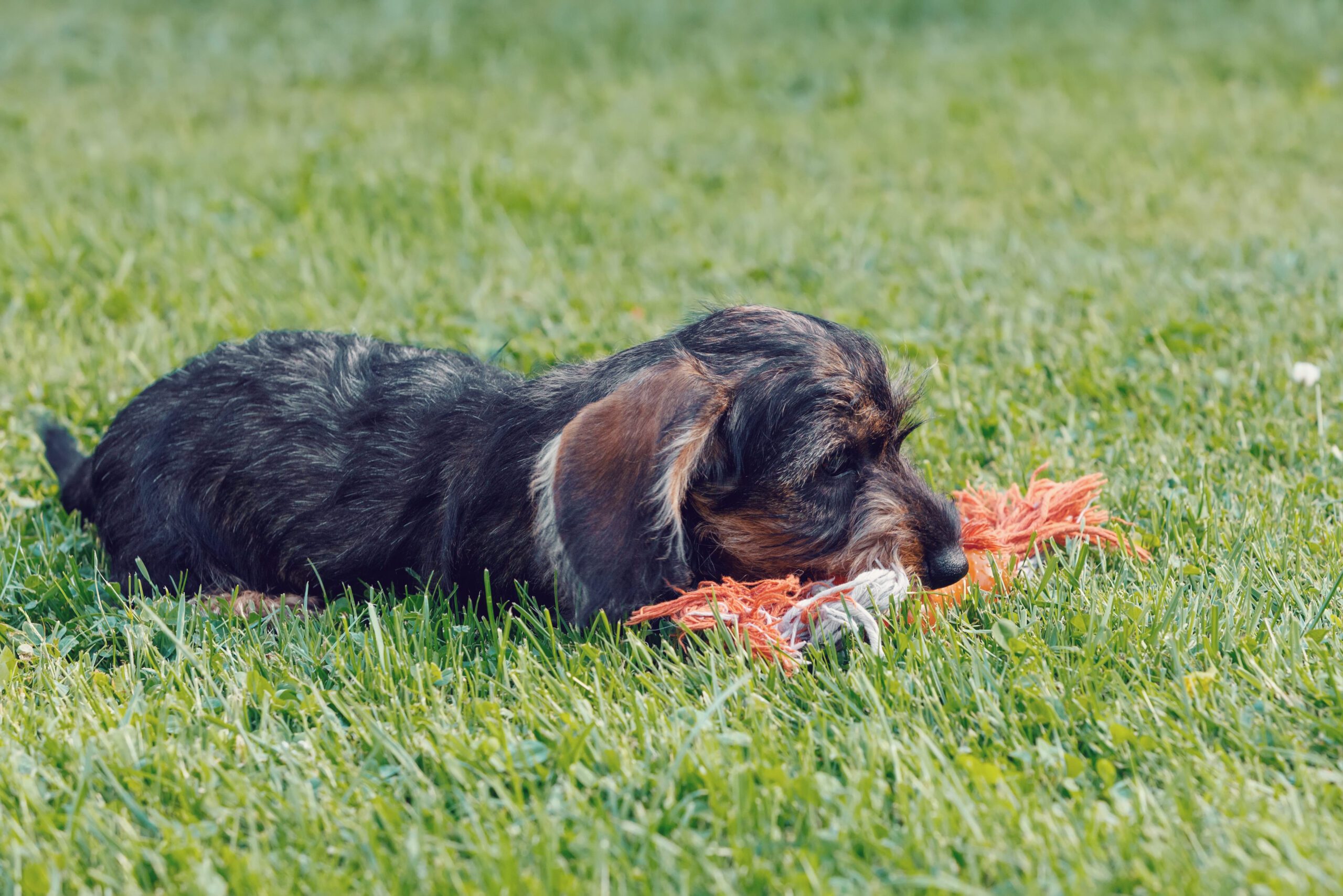 Wire Haired Dachshund Adoption Guide