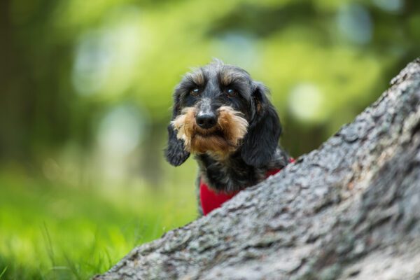 Wire Haired Dachshund Peeking Over Tree Branch Outdoors