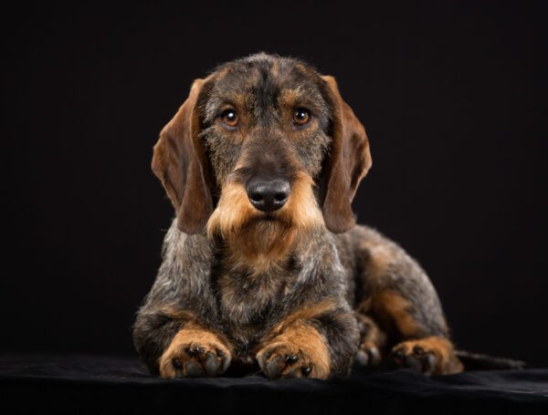 Wire Haired Dachshund Portrait Against Dark Background