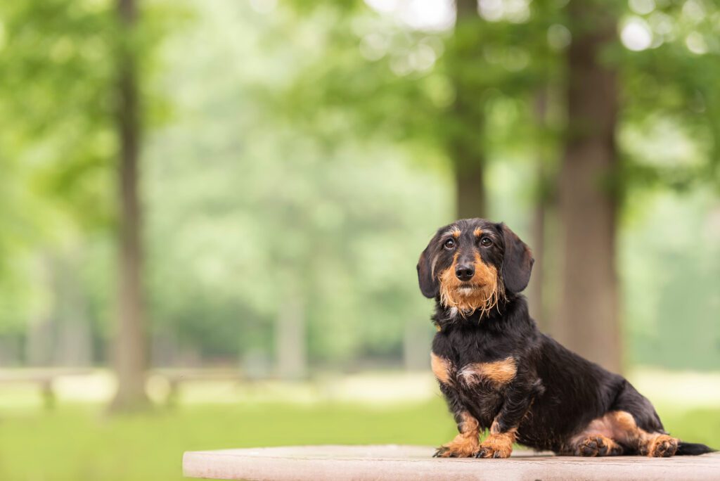 Wire Haired Dachshund Sitting On Grass In Park