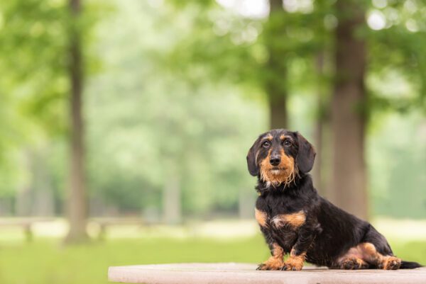 Wire Haired Dachshund Sitting On Grass In Park