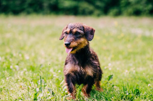 Wire Haired Dachshund Sitting On Grass Outdoors