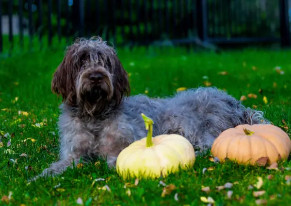 Wirehaired Pointing Griffon Lying On Grass With Pumpkins