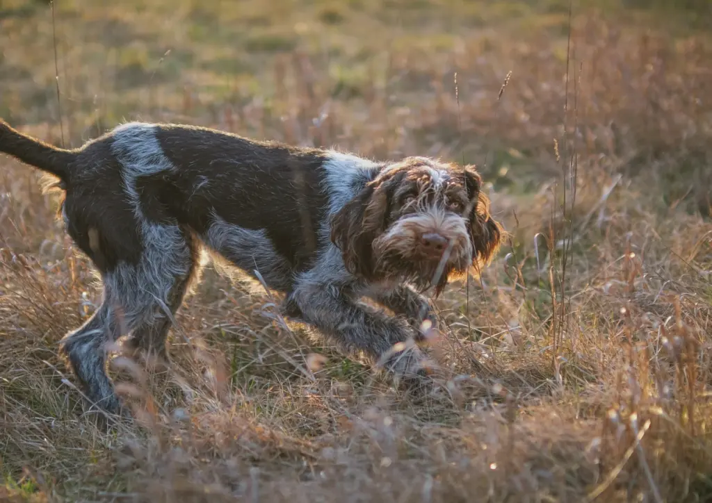 Wirehaired Pointing Griffon Running Through Dry Field