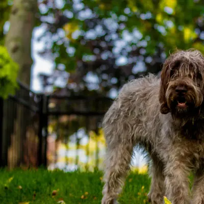 Wirehaired Pointing Griffon