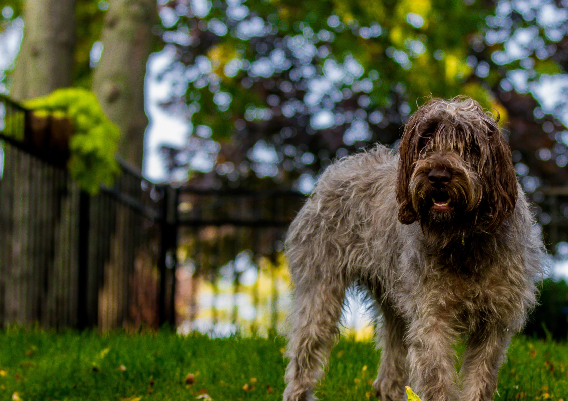 Wirehaired Pointing Griffon Adoption Guide