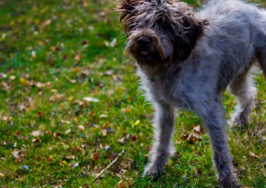 Wirehaired Pointing Griffon Standing On Grass Outdoors