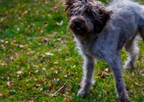 Wirehaired Pointing Griffon Standing On Grass Outdoors