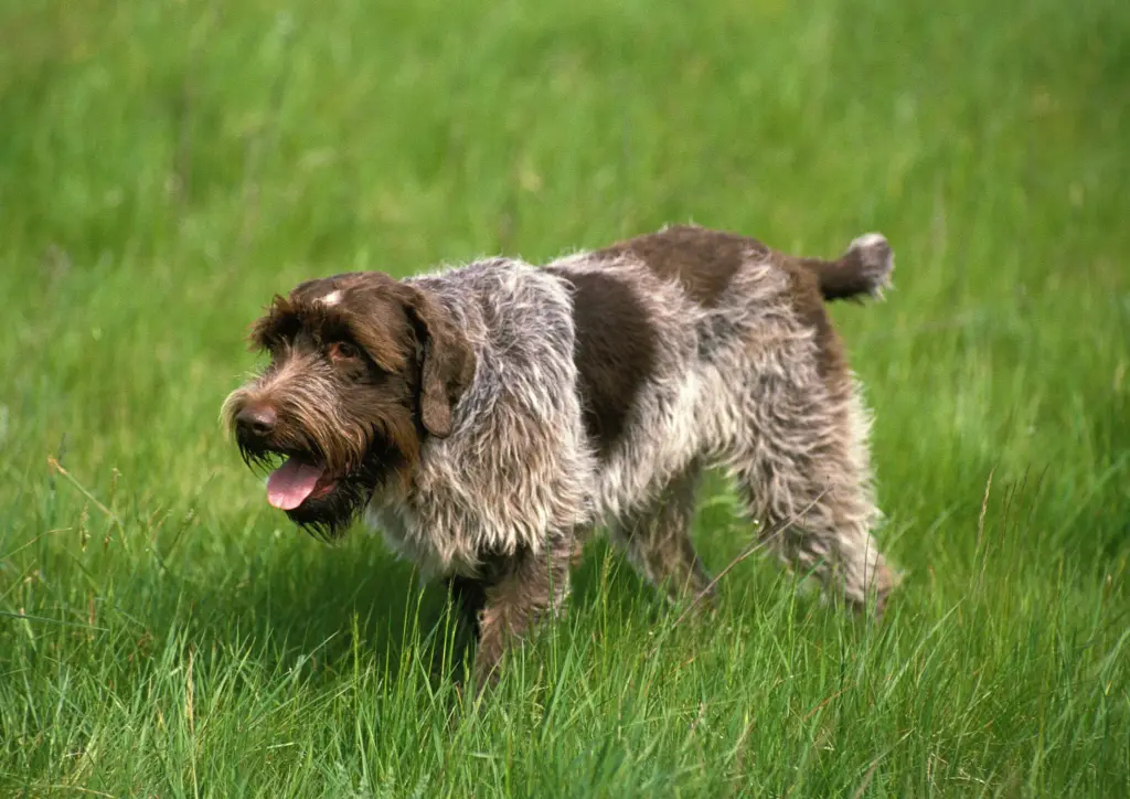 Wirehaired Pointing Griffon Walking On Grass Outdoors